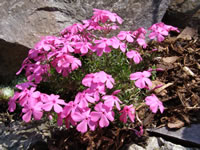 phlox_ruzovy phlox_ruzovy