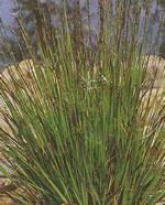 molinia_caerulea01 molinia_caerulea01