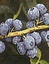 cucoriedky-obr2 cucoriedky-obr2