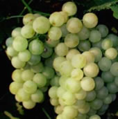 rubanka rubanka