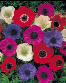 anemone_decaen anemone_decaen