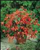bertinii_worthiana bertinii_worthiana