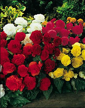 maxima_mixed maxima_mixed