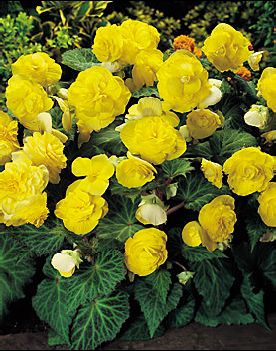 maxima_yellow maxima_yellow