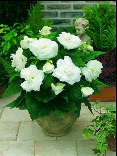 memory_white memory_white