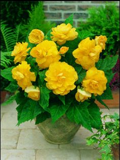 memory_yellow memory_yellow