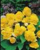 non_stop_yellow non_stop_yellow