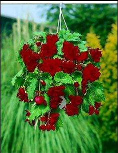 red_cascade red_cascade