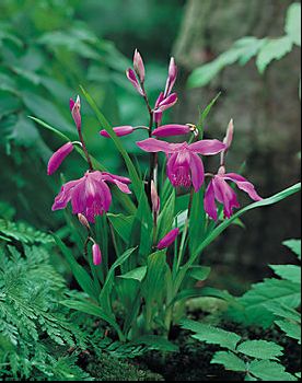 bletilla bletilla