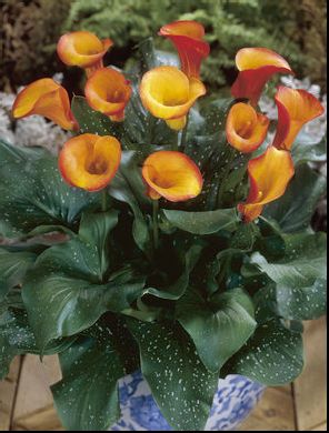calla_flame calla_flame