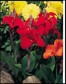 canna_brilliant canna_brilliant