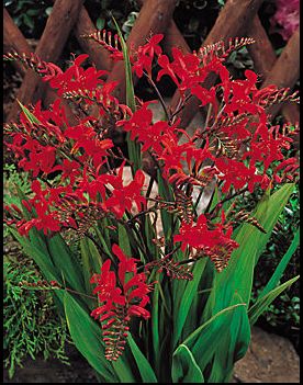 crocosmia_lucifer crocosmia_lucifer