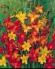 crocosmia_mini_mix crocosmia_mini_mix
