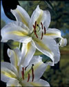 devotion1 devotion1