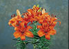 orange_pixie1 orange_pixie1