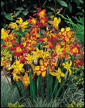 montbretia montbretia