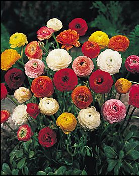 ranunkulus ranunkulus