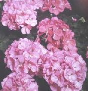 Listnate stromy previsle