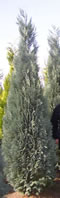 chamaecyparis_lawsoniana_columnaris_01 chamaecyparis_lawsoniana_columnaris_01