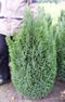 chamaecyparis_lawsoniana_ellwoodii_01 chamaecyparis_lawsoniana_ellwoodii_01