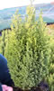 chamaecyparis_lawsoniana_ellwoodii_gold_01 chamaecyparis_lawsoniana_ellwoodii_gold_01