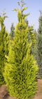 chamaecyparis_lawsoniana_ivonne_01 chamaecyparis_lawsoniana_ivonne_01