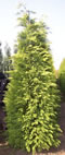 chamaecyparis_lawsoniana_lane_01 chamaecyparis_lawsoniana_lane_01