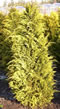 chamaecyparis_lawsoniana_stardust_01 chamaecyparis_lawsoniana_stardust_01