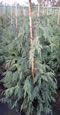chamaecyparis_nootkatensis_glauca_01 chamaecyparis_nootkatensis_glauca_01