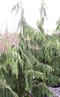 chamaecyparis_nootkatensis_pendula_01 chamaecyparis_nootkatensis_pendula_01