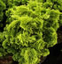 chamaecyparis_obtusa_aurea_01 chamaecyparis_obtusa_aurea_01