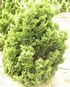 chamaecyparis_obtusa_nana_gracilis_01 chamaecyparis_obtusa_nana_gracilis_01