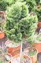 chamaecyparis_obtusa_nana_gracilis_kmienik_01 chamaecyparis_obtusa_nana_gracilis_kmienik_01
