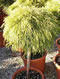chamaecyparis_pisifera_filifera_aurea_kmienik_01 chamaecyparis_pisifera_filifera_aurea_kmienik_01