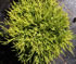 chamaecyparis_pisifera_filifera_aurea_nana_01 chamaecyparis_pisifera_filifera_aurea_nana_01