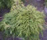 chamaecyparis_pisifera_filifera_nana_01 chamaecyparis_pisifera_filifera_nana_01