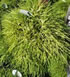 chamaecyparis_pisifera_sungold_01 chamaecyparis_pisifera_sungold_01