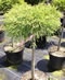 chamaecyparis_pisifera_sungold_kmienik_01 chamaecyparis_pisifera_sungold_kmienik_01