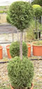 cupressocyparis_leylandii_2x_gula_01 cupressocyparis_leylandii_2x_gula_01