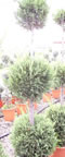 cupressocyparis_leylandii_3x_gula_01 cupressocyparis_leylandii_3x_gula_01