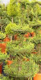 cupressocyparis_leylandii_castlewellan_gold_fontana_01 cupressocyparis_leylandii_castlewellan_gold_fontana_01
