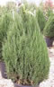 juniperus_chinensis_stricta_01 juniperus_chinensis_stricta_01