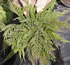 juniperus_horizontalis_prince_of_wales_01 juniperus_horizontalis_prince_of_wales_01
