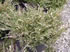 juniperus_sabina_variegata_01 juniperus_sabina_variegata_01