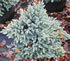 juniperus_squamata_blue_star_01 juniperus_squamata_blue_star_01