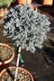 juniperus_squamata_blue_star_kmienik_01 juniperus_squamata_blue_star_kmienik_01
