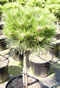 pinus_bambino_kmienik_01 pinus_bambino_kmienik_01