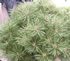 pinus_brepo_01 pinus_brepo_01