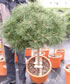 pinus_brepo_kmienik_01 pinus_brepo_kmienik_01