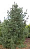 pinus_cembra_01 pinus_cembra_01